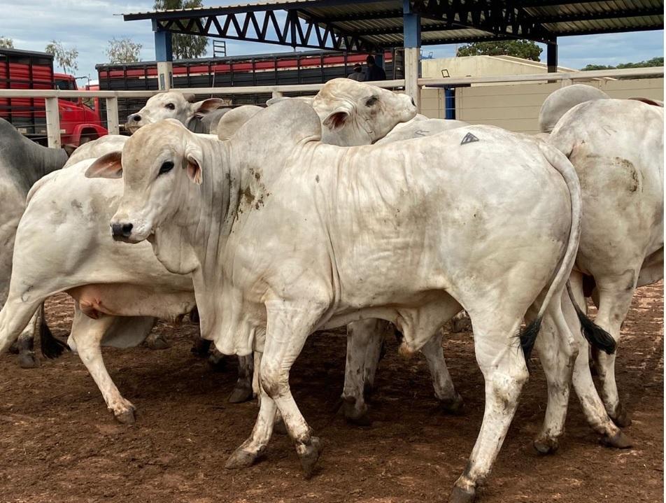 investimentos em agronegócio